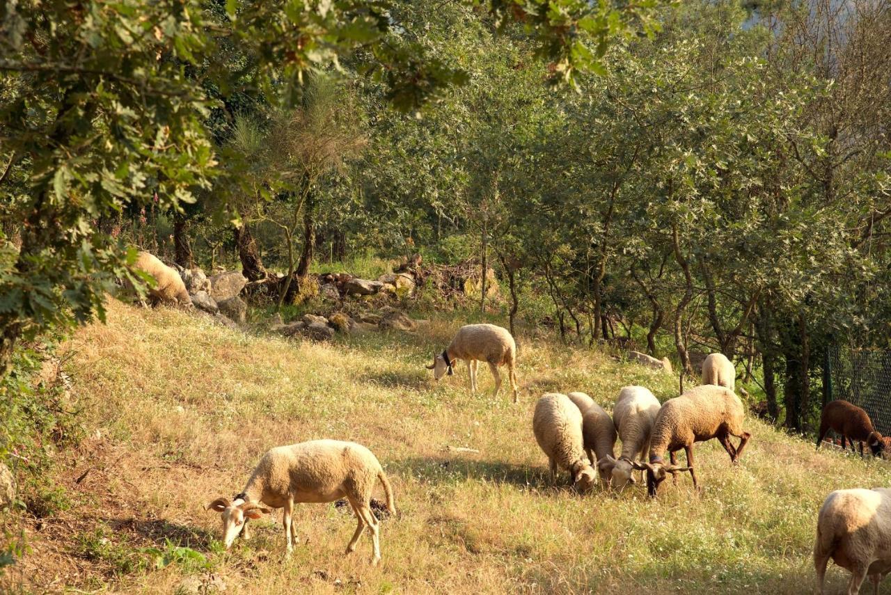 Quinta De S. Cipriano Villa Resende Luaran gambar